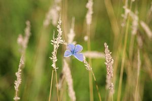 Blauw in t veld