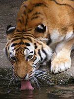 Tijger neemt een slokje.
