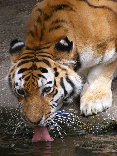Tijger neemt een slokje. van Diana Waardijk