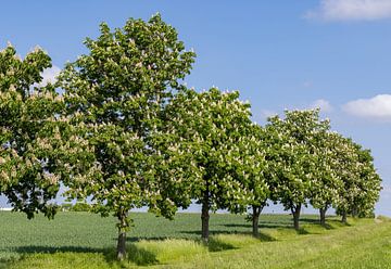 Een rij paardenkastanjes, Duitsland van Adelheid Smitt