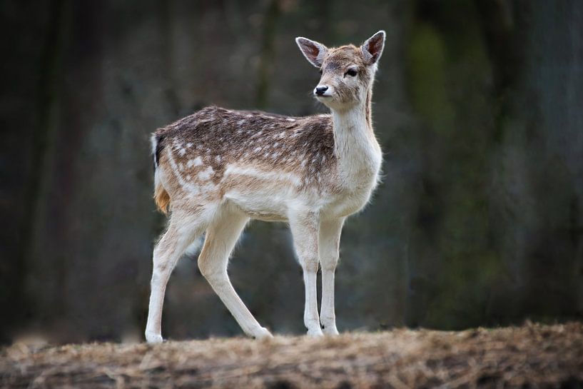 chevreuil par Ilse Wanner