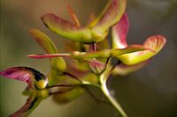 Leaves