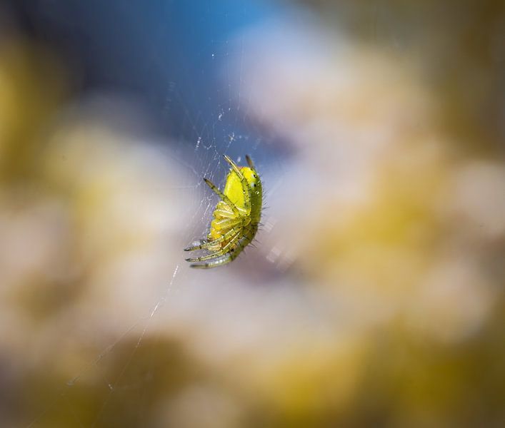 Green pumpkin spider in web in front of flowers by ManfredFotos