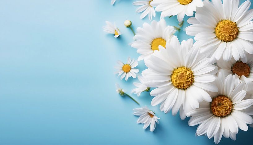 Kamillebloemen met blauwe achtergrond van Mustafa Kurnaz