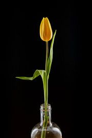 Yellow tulip in a bottle, tranquillity and simplicity by Dennis Lieffering
