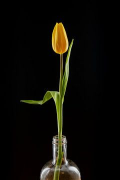 Gelbe Tulpe in einer Flasche, Stille und Einfachheit von Dennis Lieffering
