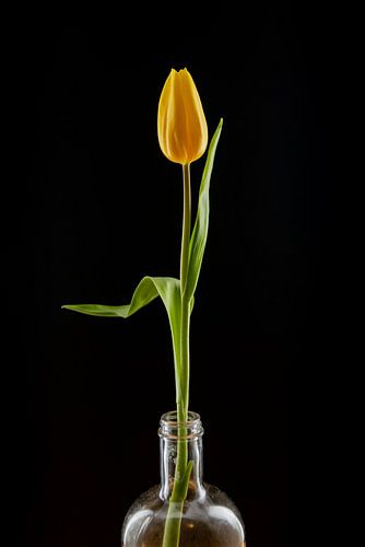 Yellow tulip in a bottle, tranquillity and simplicity