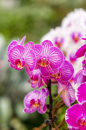orchidee 2