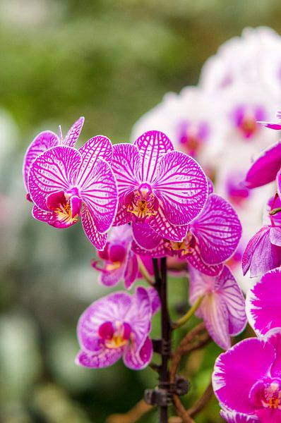 orchidee 2 von John van Weenen