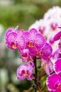 orchidee 2 von John van Weenen Miniaturansicht