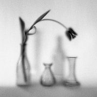 Vases with tulip