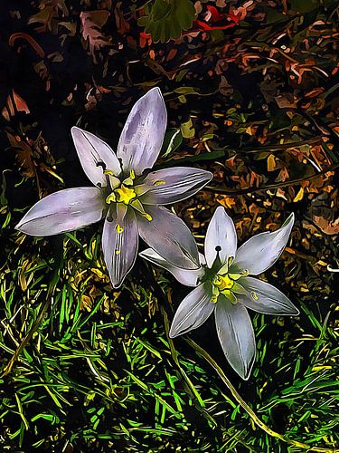 Ster van Bethlehem Wilde bloemen