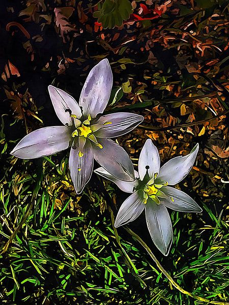 Ster van Bethlehem Wilde bloemen van Dorothy Berry-Lound