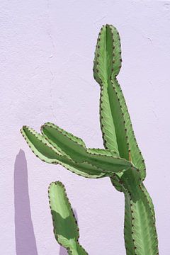 Groene cactus voor een pastel roze muur van Jenine Blanchemanche