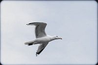 Een meeuw op jacht in de haven