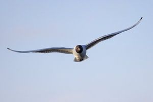 Lachmöwe im Anflug
