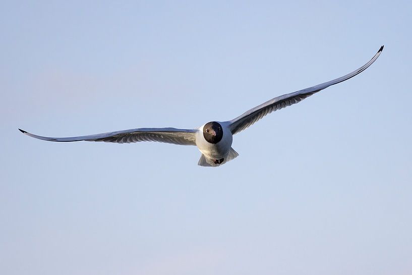 Black-headed gull approaching by Andreas Müller