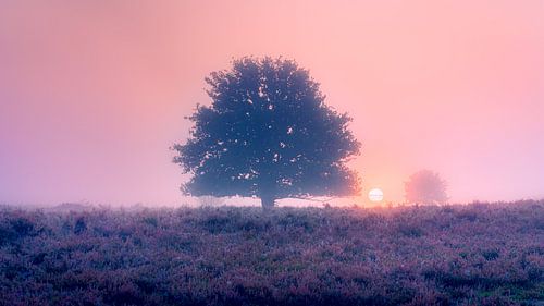 Lever de soleil dans un paysage de bruyère brumeuse avec des arbres