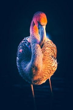 Flamingo tijdens zondsondergang van Albert Foekema Fotografie