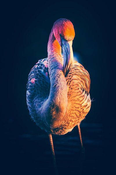 Flamingo during sunset by ByFoekema Fotografie