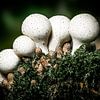 Paddenstoelen - De natuur van dichtbij - De Duivelssnuifdoos van Max Steinwald