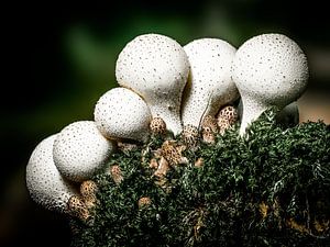 Champignons - La boîte à priser du diable sur Max Steinwald