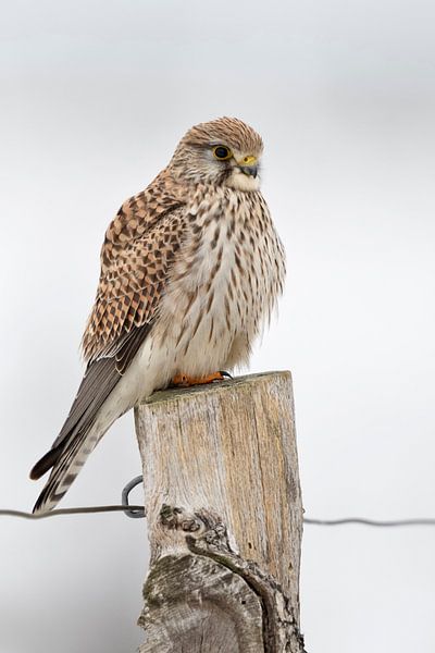 Turmfalke ( Falco tinnunculus ), Weibchen hockt im Winter auf einem alten verwitterten Zaunpfahl par wunderbare Erde