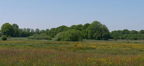 Het reestdal met bloeiende hooilanden 2