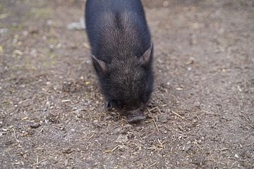 Mini-porc Ferkel lors de sa première sortie à la ferme.