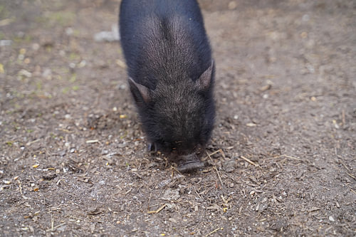 Mini biggetje bij zijn eerste uittocht op de boerderij.