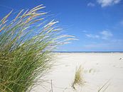 Beach grass by Bowspirit Maregraphy thumbnail