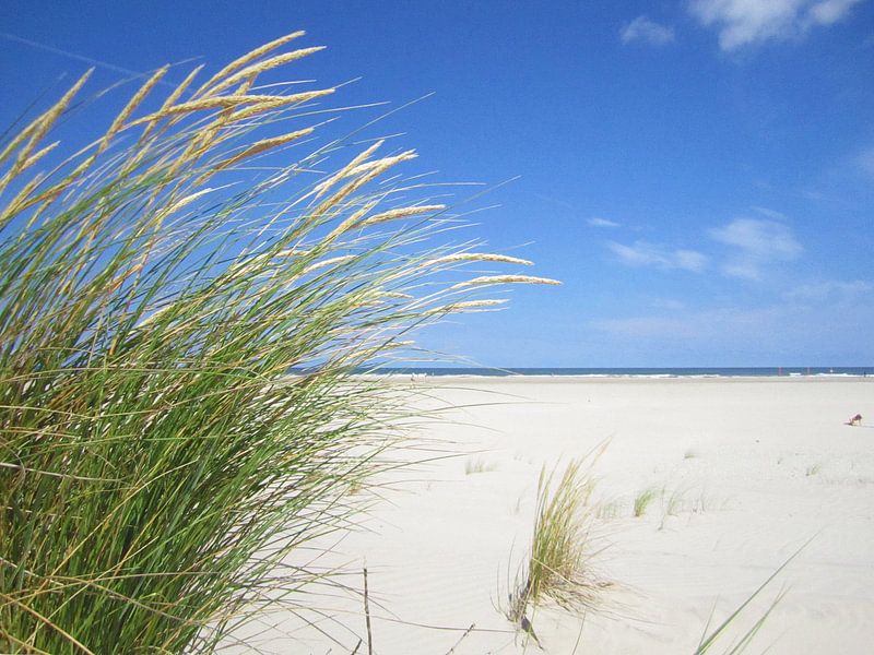 Beach grass by Bowspirit Maregraphy