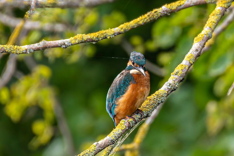 Kingfisher on watch above the water. by Brian Morgan