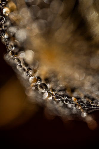 Une abstraction naturelle, chaleureuse et chic : une ligne de gouttes