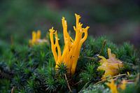 Korallenpilz