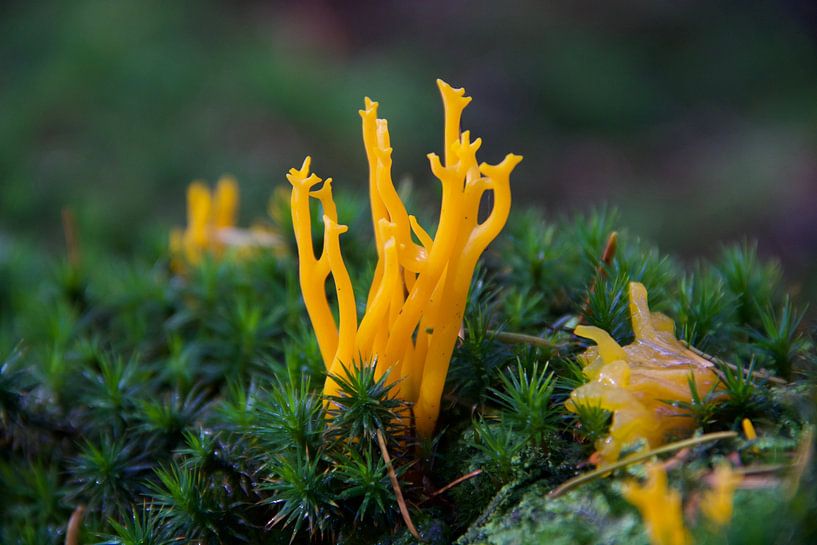 Korallenpilz von Sandy Kruf
