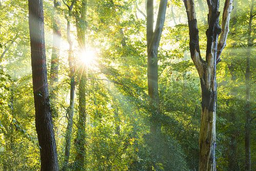 Zonsopkomst in het bos -Sterrenbos Paterswolde Groningen (Nederland