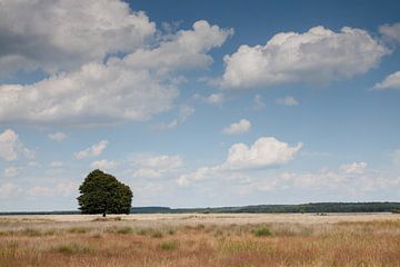 Eenzame boom van Marco Nedermeijer