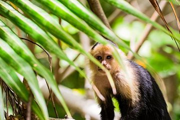 Capuchin monkey by Sanne Marcellis