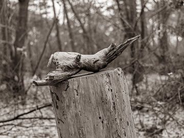 Wood that Lives by Axel Pas