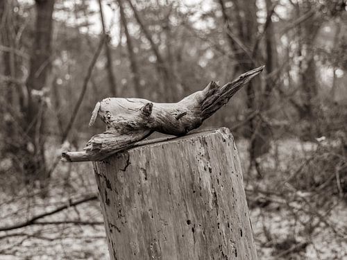 Hout dat Leeft van Axel Pas