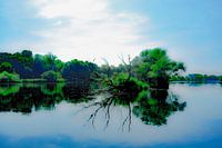 Les arbres dans la Meuse