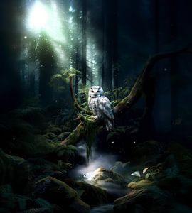 Forêt de hiboux
