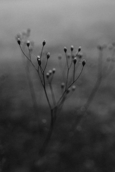 Winterblume Schwarz-Weiß von Eke Salomé