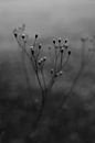 Winterblume Schwarz-Weiß von Eke Salomé Miniaturansicht