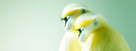 Yellow Lullaby | Zwei schlafende Affen von KRAB