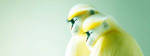 Yellow Lullaby | Zwei schlafende Affen