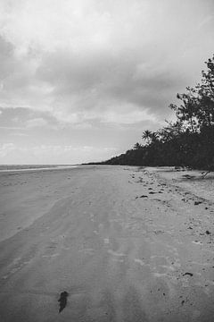 Tropische Oasen: Die Strände des Daintree-Regenwaldes von Ken Tempelers