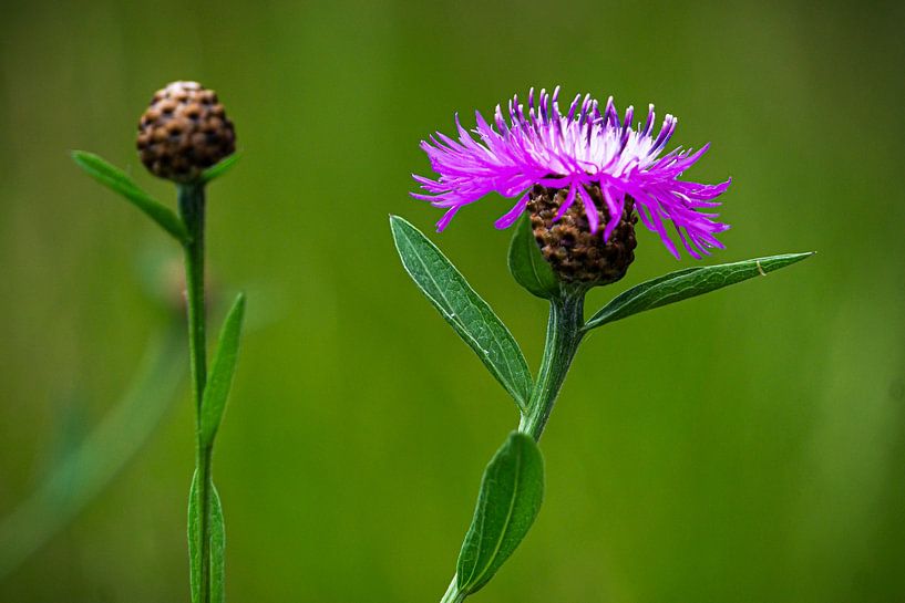 Fleur violette par Edwin Boer