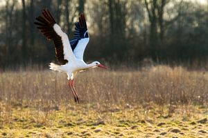 Cigogne dans la lumière du soir sur Dennis van de Water